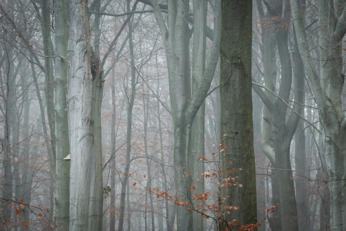 Classics-Frédéric Demeuse WALD Photography-Winter squirrel